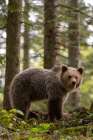 European brown bear standing and looking at the camera Notranjska forest-Inner Carniola-Slovenia Art Print